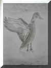 canard.jpg (2484664 octets)
